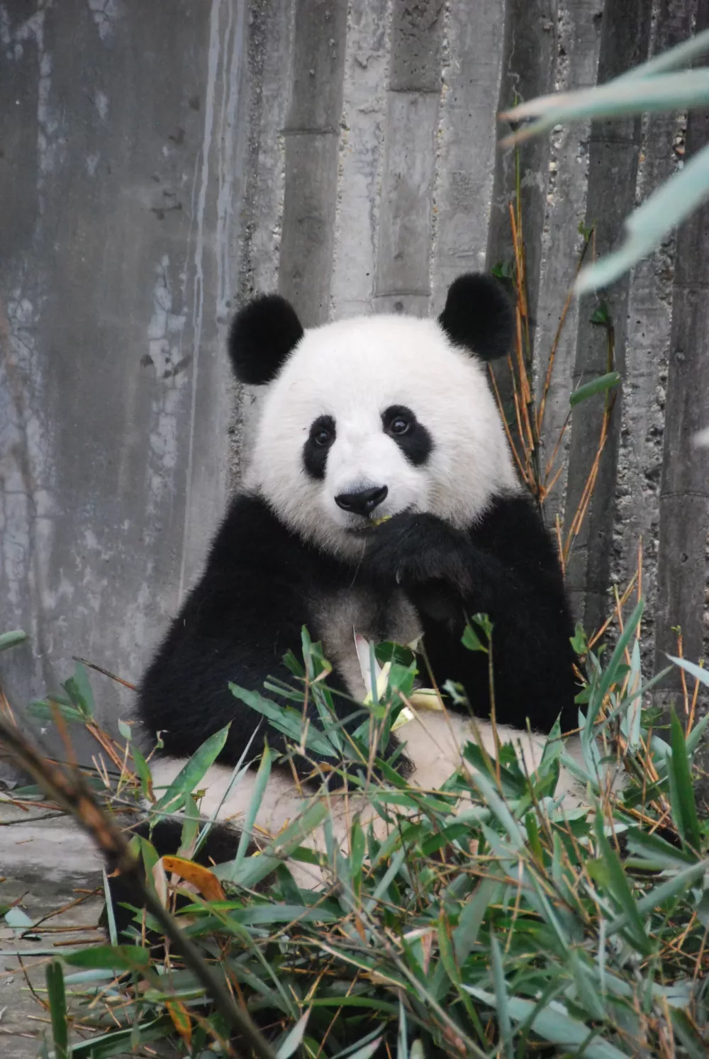 panda at Berlin Zoological Garden, Germany