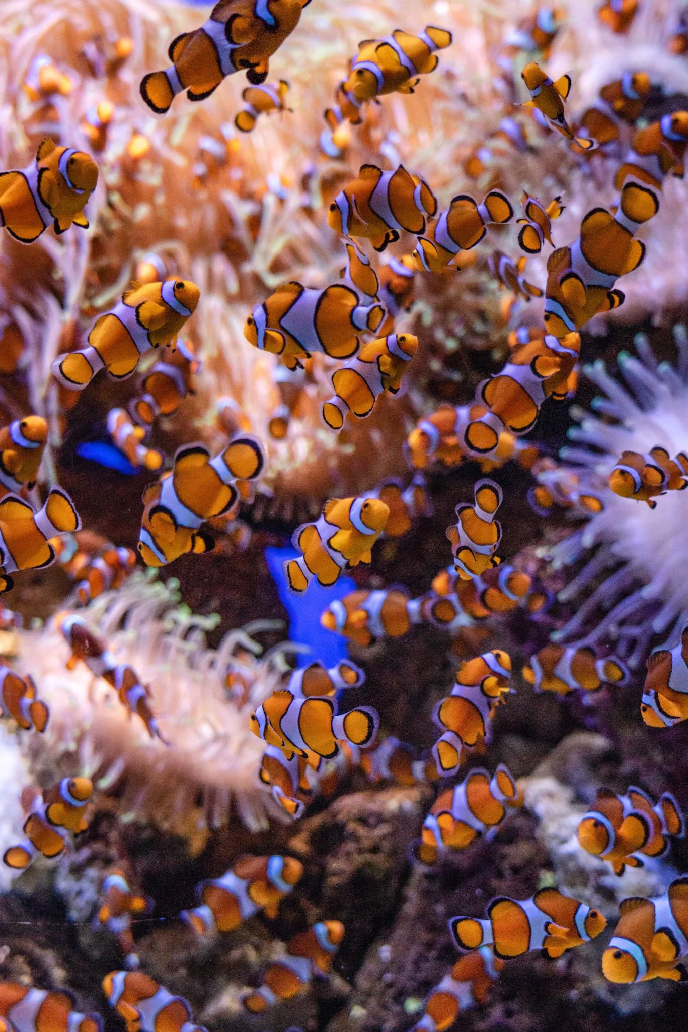 clown fish in Aquariums in Malaysia