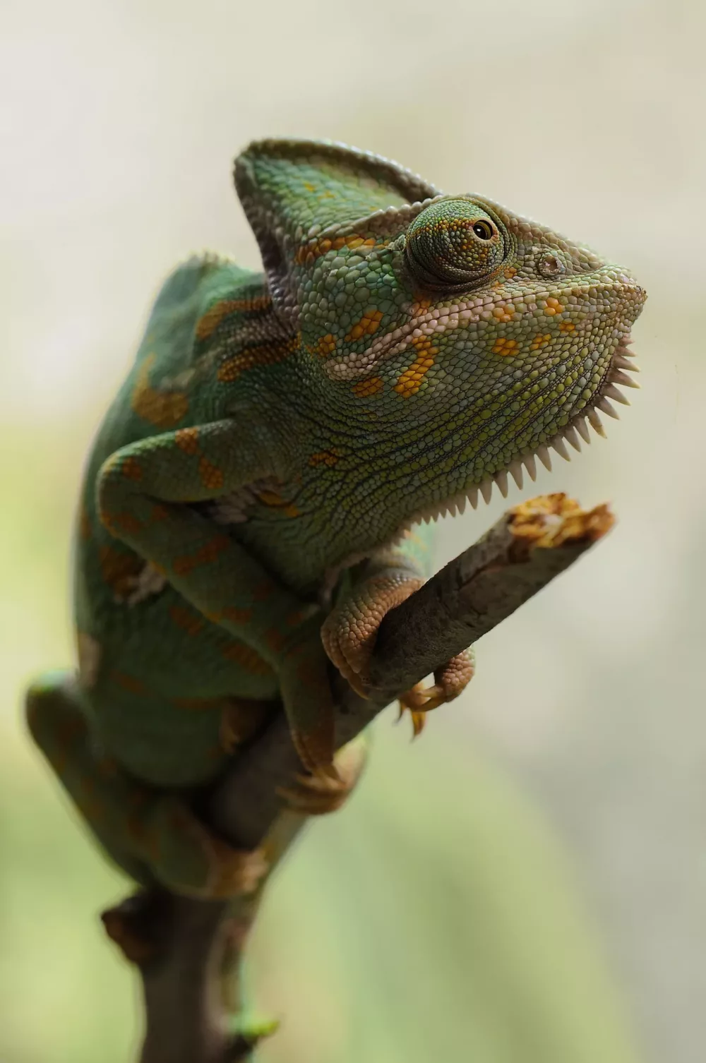 large chameleon on a stick