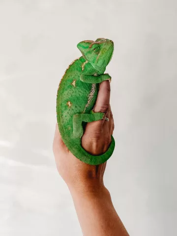 Are Chameleons Good Pets - a chameleon on someones hand