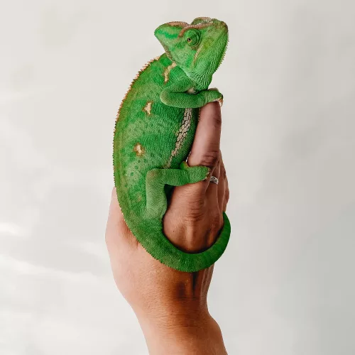 Are Chameleons Good Pets - a chameleon on someones hand