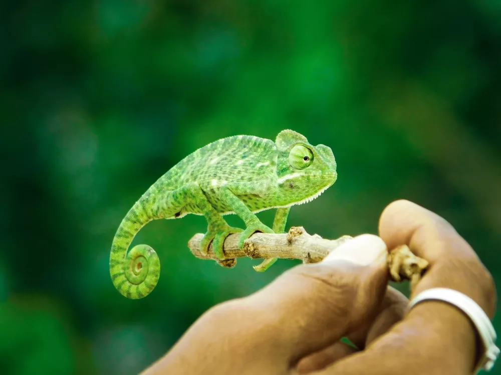 baby chameleon on a stick