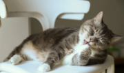 gray tabby cat grooming itself