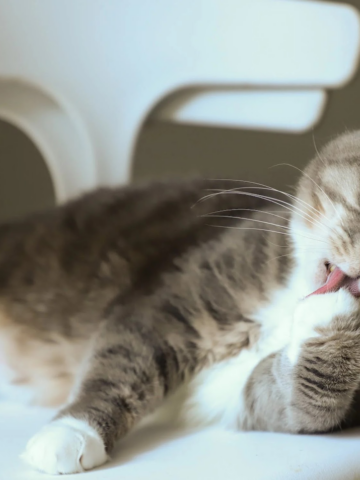 gray tabby cat grooming itself