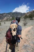 dog in a backpack of a person hiking