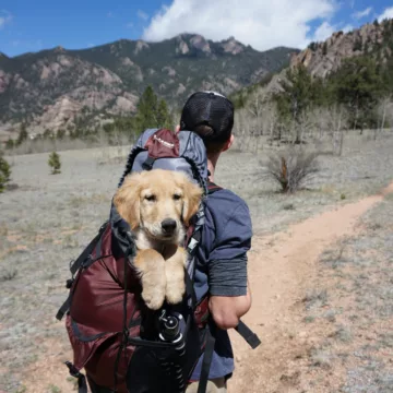 dog in a backpack of a person hiking