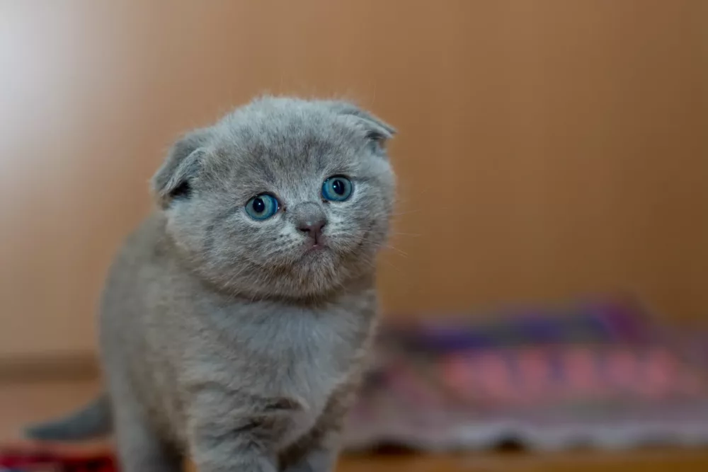 gray kitten with squished back ears