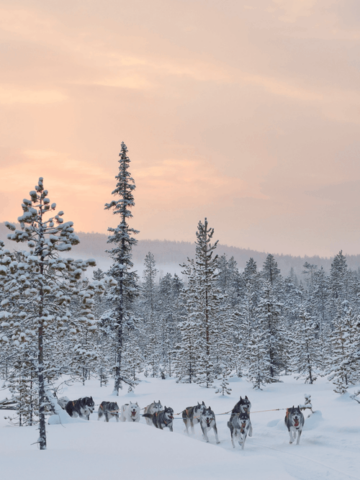 sled dogs in a snowy landscape in Sweden