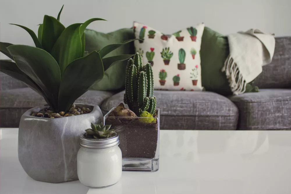 houseplants sitting on a table in front of a couch