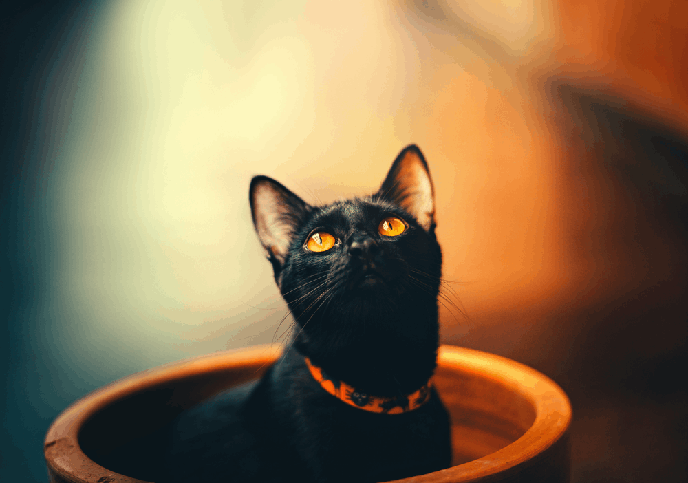 black cat in a bowl