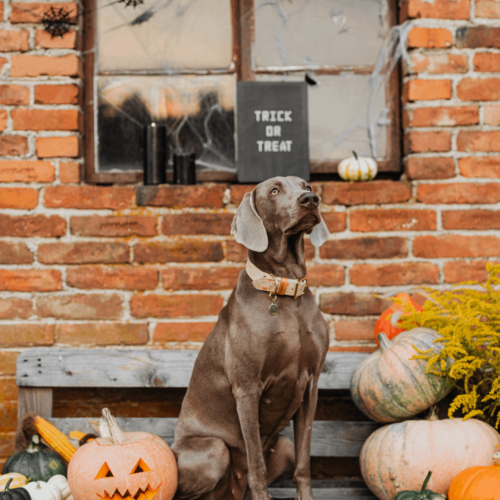 dog standing outside with jackolanterns wearing a dog collar