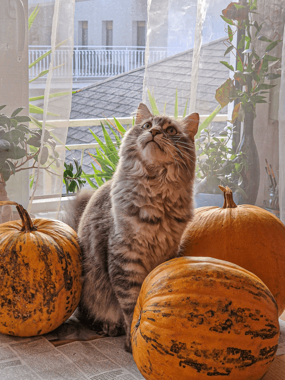cat sitting in the middle of a bunch of pumpkins