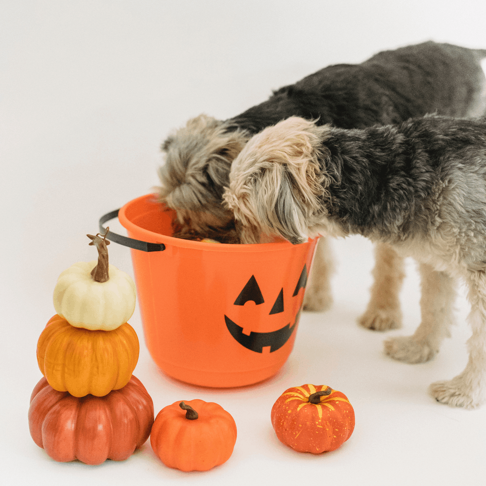 dog eating out of a Halloween pail