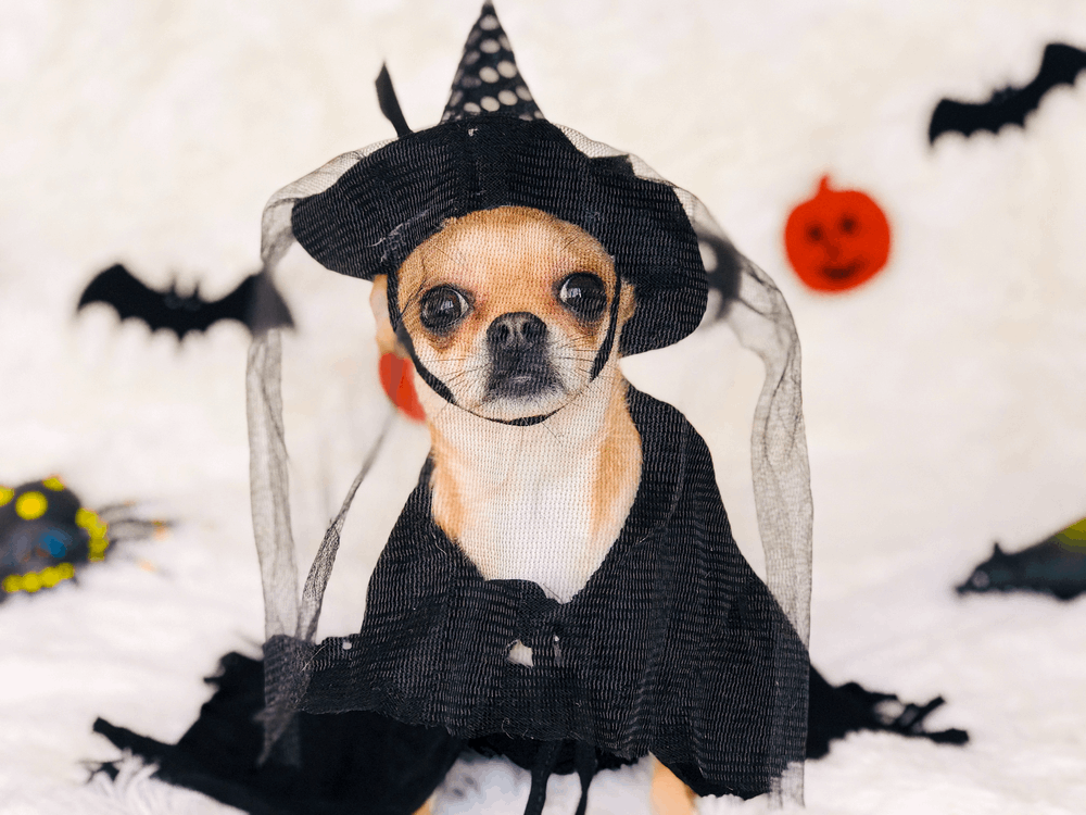 chihuahua wearing a witches costume