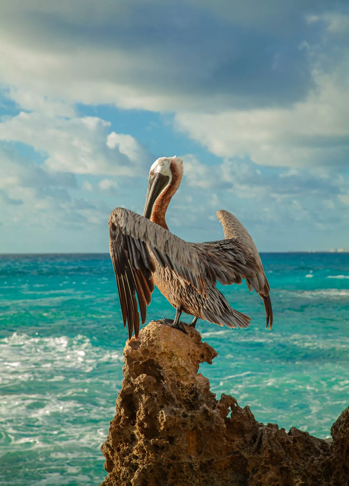 pelican perched on a rock in the ocean