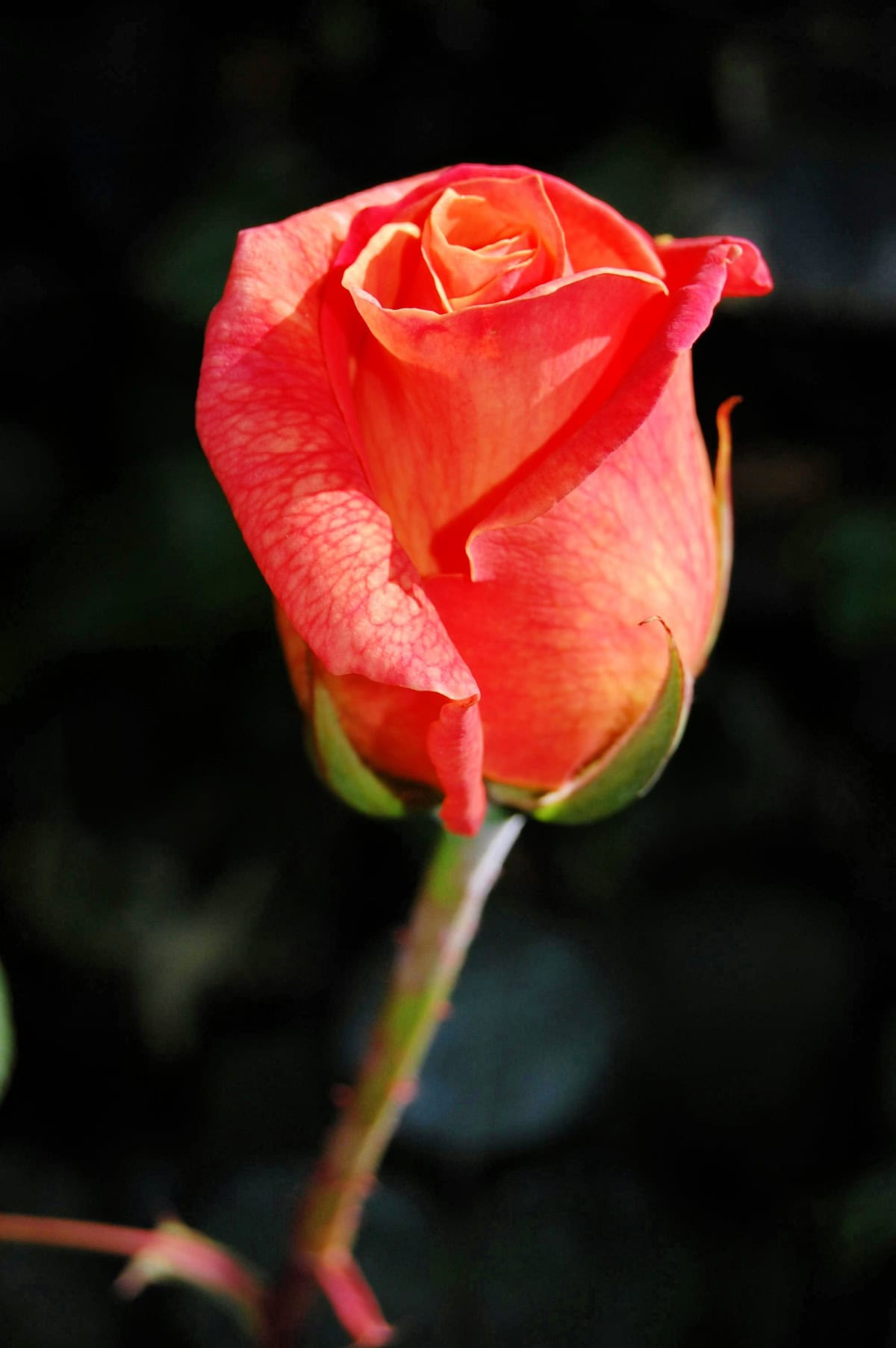 a long stemmed orange rose