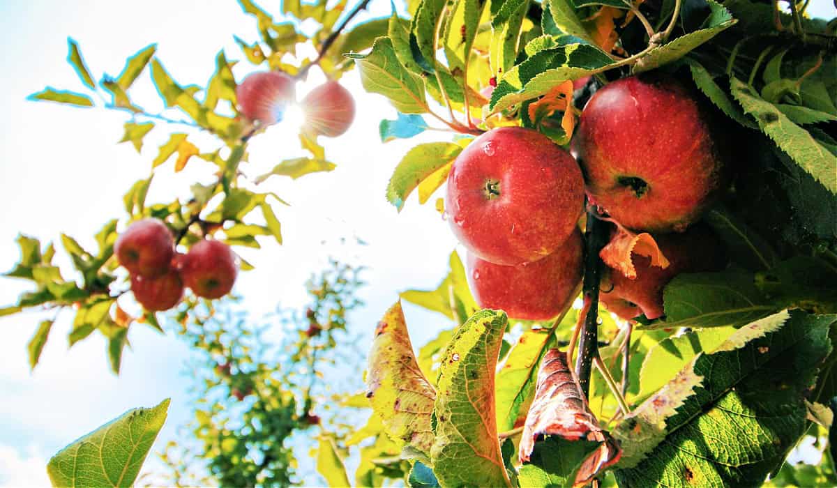 18 Apple Recipes for Summer Desserts