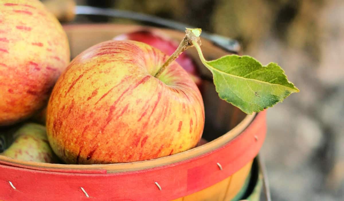 20 Apple Picking Season Recipes