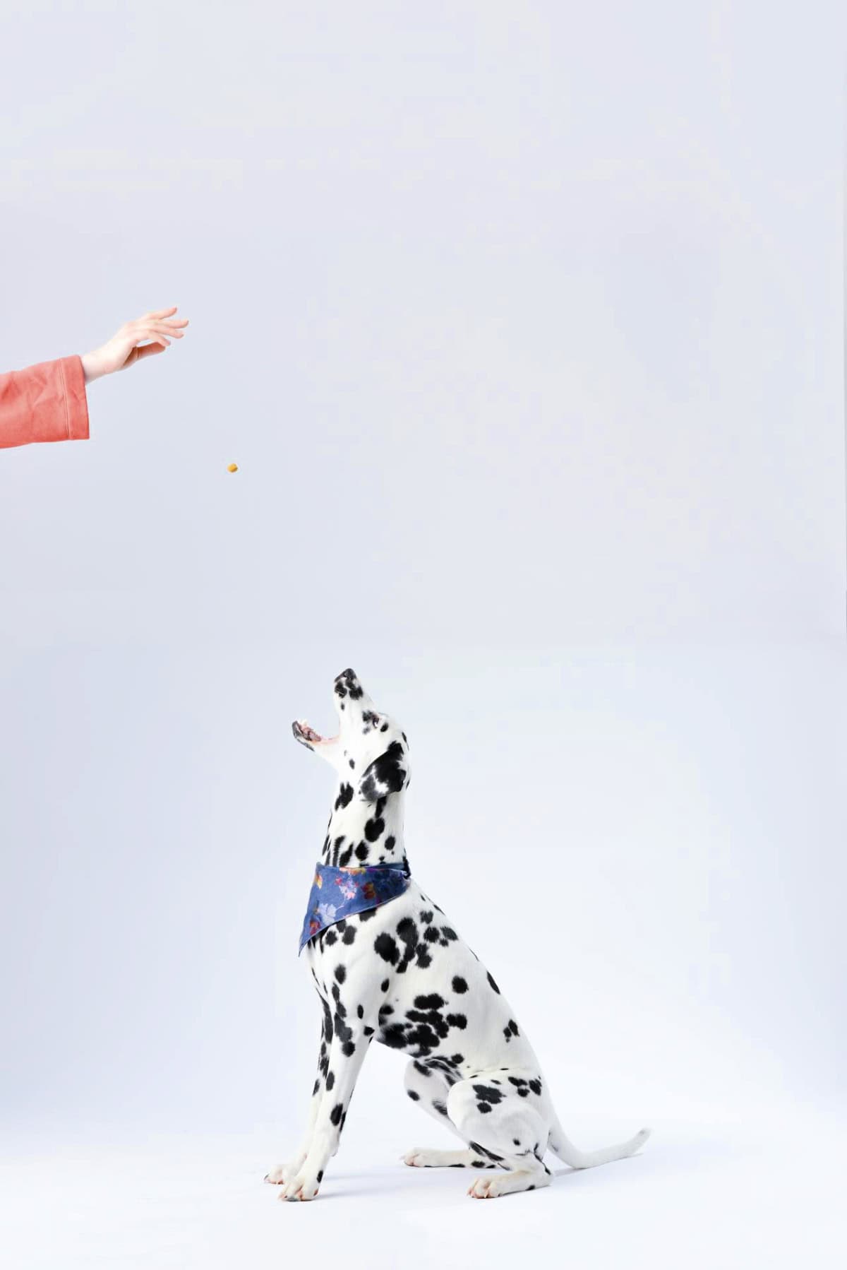 dalmation being trained