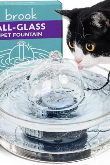 Brook Glass Pet Fountain