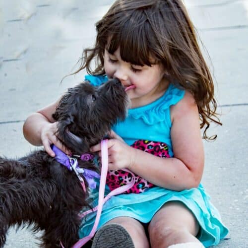 black puppy licking a little girl's face
