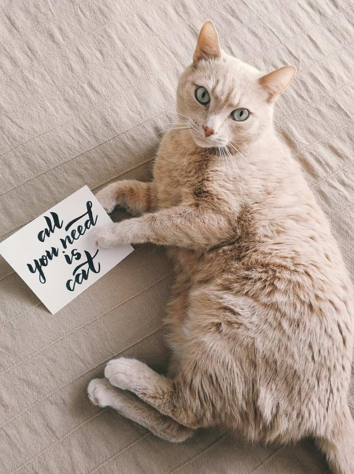 cat relaxing