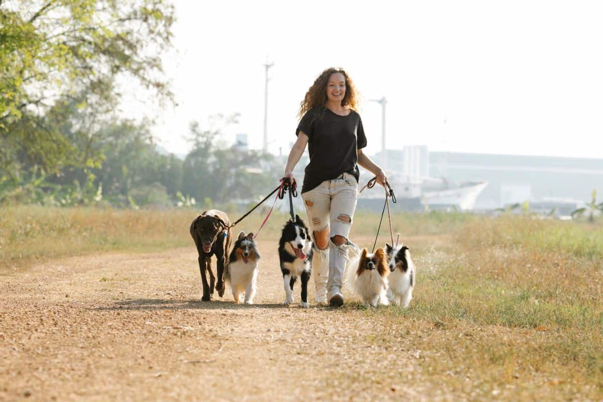 woman walking dogs in the park on a dirt road