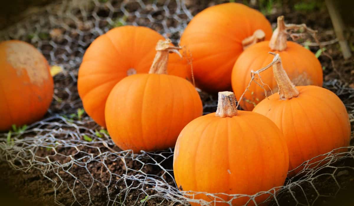 30 Pumpkin Sweet Treat Recipes