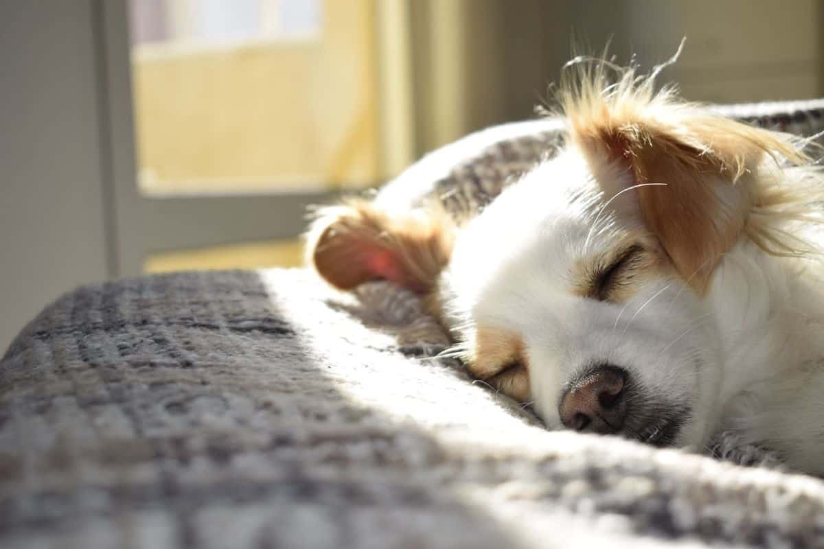 dog in a dog bed