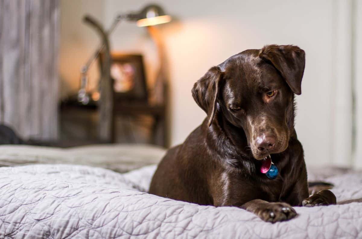 dog in a dog bed