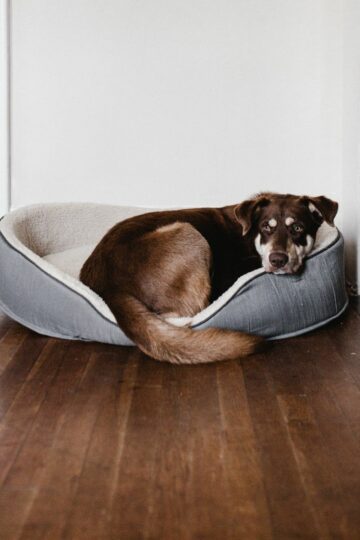 dog in a dog bed