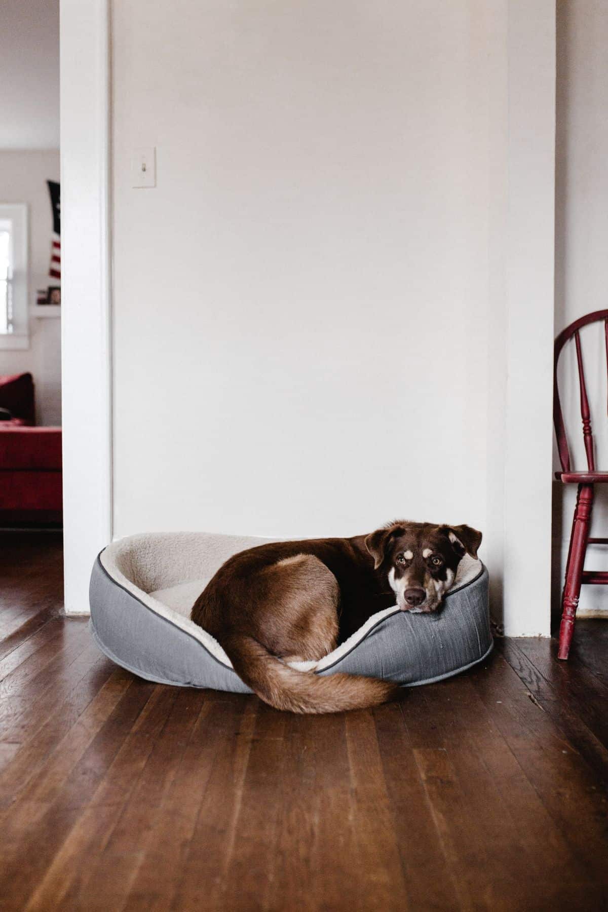 dog in a dog bed