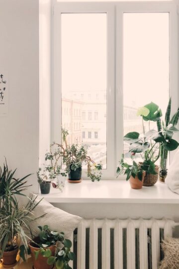 large window with potted plants