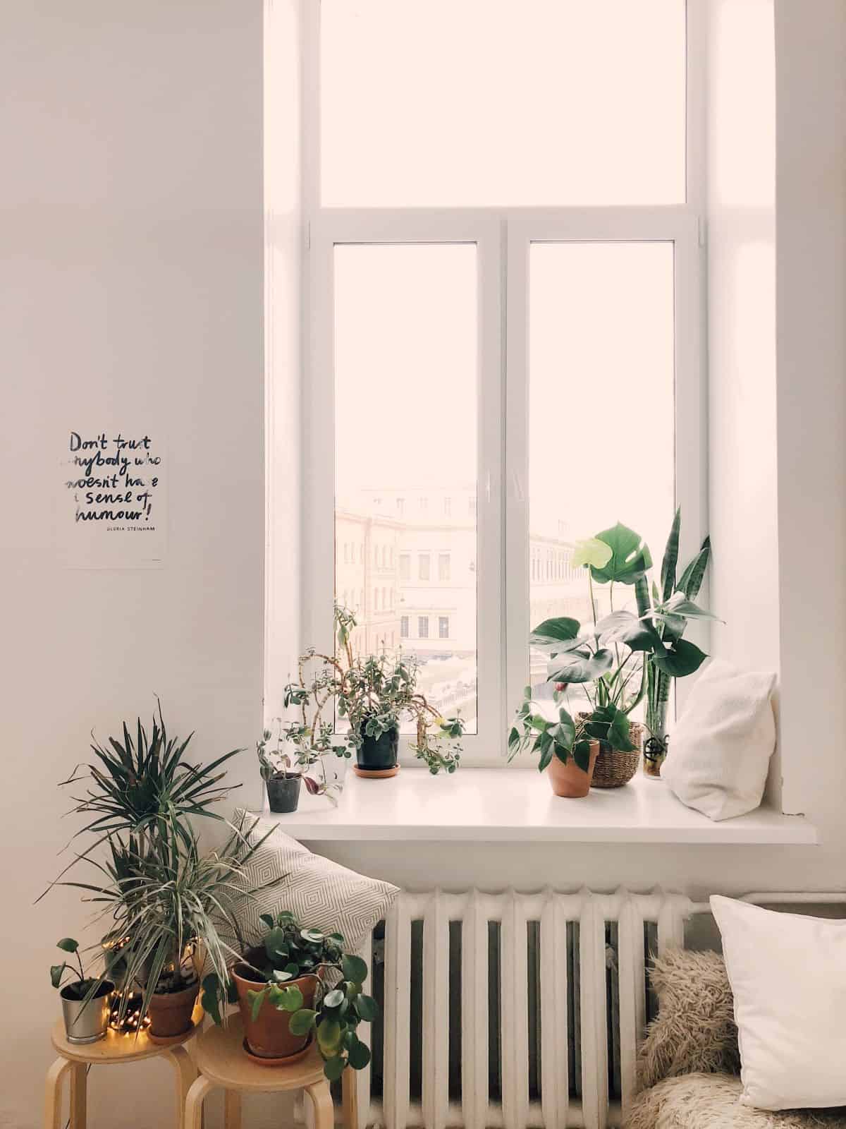 large window with potted plants