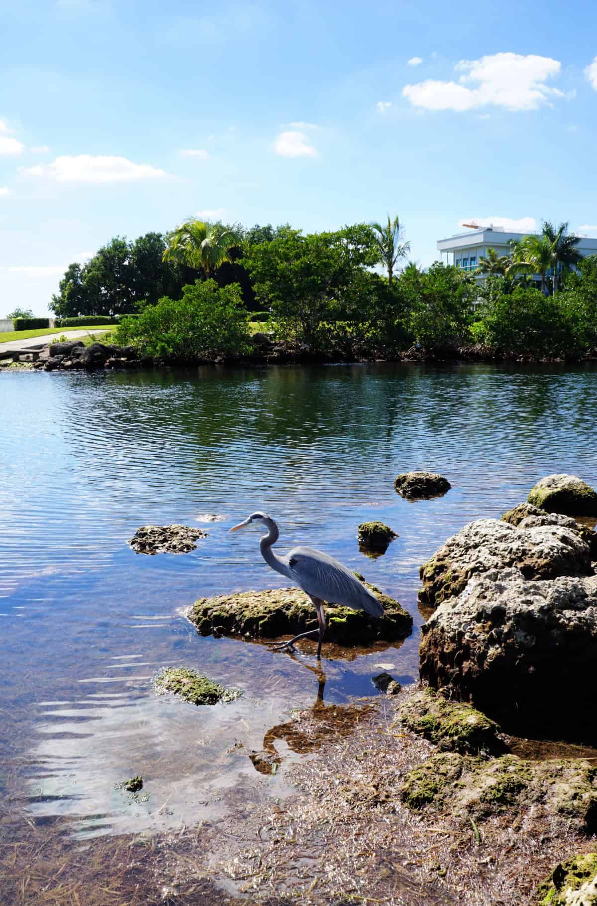 blue heron at deering estate park in miami